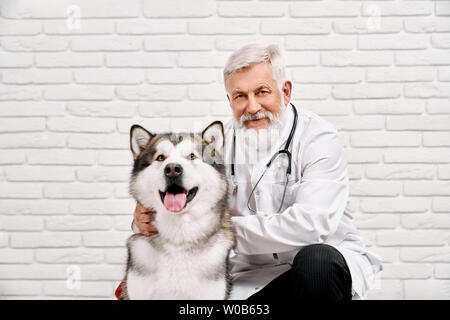 Freundliche Tierarzt Arzt posiert mit Patient, schöne Alaskan Malamute. Art älteren Doktor, Hände auf big dog, lächelnd und mit Blick auf die Kamera. Spezialist tragen in Weiß medical Uniform. Stockfoto