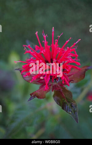 Wundervoll blühenden Monarda didyma - Scharlach beebalm - mit schönen Blätter an einem sonnigen Tag - Bild 1 von 4 Stockfoto