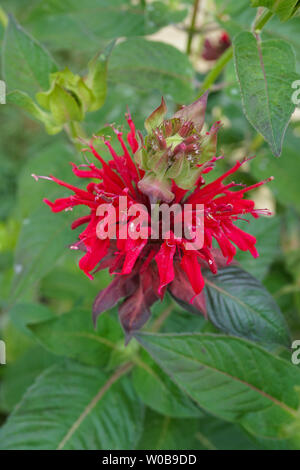 Wundervoll blühenden Monarda didyma - Scharlach beebalm - mit schönen Blätter an einem sonnigen Tag - Bild 3 von 4 Stockfoto