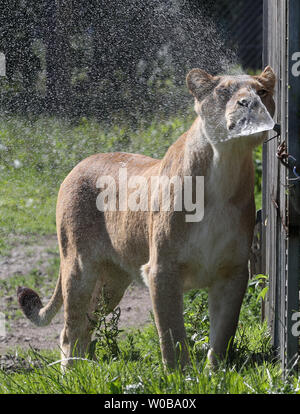 Eine Löwin kühlt neben einem Sprinkler am Blair Drummond Safari Park, da die Temperaturen weiterhin im gesamten Vereinigten Königreich zu steigen. Es wird erwartet, dass die Temperaturen so hoch wie 31 C (88 F) dieses Wochenende als eine Hitzewelle über Teilen Europas verbreitet, macht sich in England fühlte zu klettern. Stockfoto