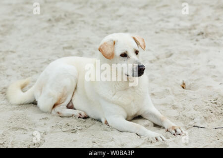 Schöne beige Labrador liegt auf einem Sand auf einem hellen, sonnigen Tag. Stockfoto