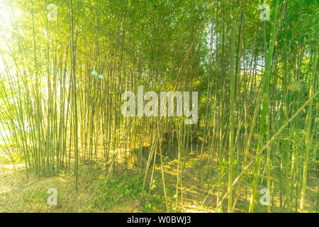 Morgen Licht im Wald Stockfoto
