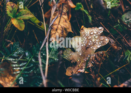 Herbst Eichenlaub mit Tropfen auf der Oberfläche nach dem Regen Stockfoto