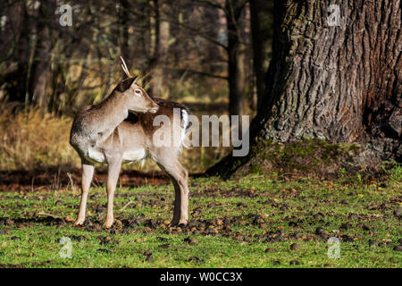 Junge damhirsche stehen im Park unter dem Baum schaut über die Schulter. Stockfoto