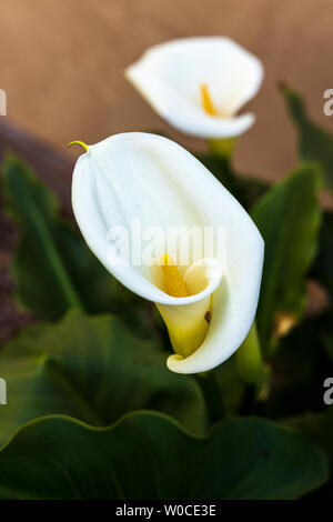 Aurum lily im Garten Parwa Gemeinschaft Restaurant, Huchuy Qosqo, das Heilige Tal, Peru, Südamerika Stockfoto