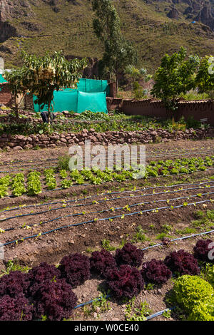 Parwa Gemeinschaft Restaurant, Huchuy Qosqo, das Heilige Tal, Peru, Südamerika Stockfoto