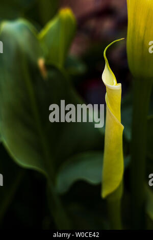 Aurum lily im Garten Parwa Gemeinschaft Restaurant, Huchuy Qosqo, das Heilige Tal, Peru, Südamerika Stockfoto