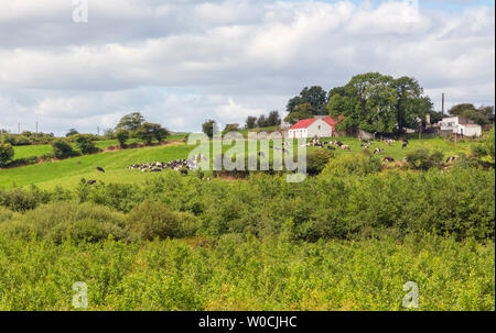 Dairy Farm in der Nähe von Clonakilty, County Cork, Republik Irland. Eire. Stockfoto
