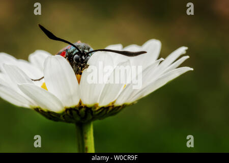 Schmetterling versteckt sich in Daisy. Makroaufnahme mit unscharfem Hintergrund. Stockfoto