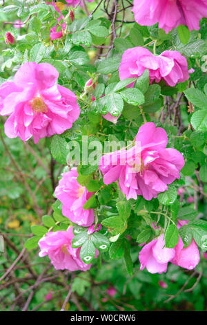 Strauch rosa Dogrose oder Briar Blumen mit Soft Focus. Makro Blick auf blühende rose hips von Briar eglantine Käfer, rose - zart aromatisiert Eurasien Stockfoto