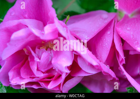 Nahaufnahme von rosa Dogrose oder Briar Blume mit Soft Focus. Makro Blick auf blühende rose hips von Briar eglantine Käfer, rose - zart aromatisiert Firma STS Tronic Stockfoto