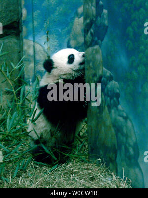 Der National Zoo von vier und einen halben Monat alt Panda cub Tai Shan spielt in ihrem Lebensraum in Washington am 29. November 2005. Die panda Cub, die seine Medien Tag heute auf über 100 Mitglieder der Presse, er wird ein öffentliches Treffen der ausverkauft Tickets am 9. Dezember 2005. (UPI Foto/Kevin Dietsch) Stockfoto