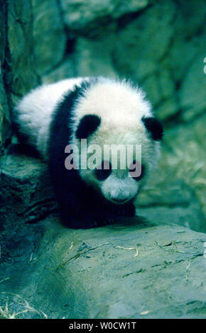 Der National Zoo von vier und einen halben Monat alt Panda cub Tai Shan spielt in ihrem Lebensraum in Washington am 29. November 2005. Die panda Cub, die seine Medien Tag heute auf über 100 Mitglieder der Presse, er wird ein öffentliches Treffen der ausverkauft Tickets am 9. Dezember 2005. (UPI Foto/Kevin Dietsch) Stockfoto