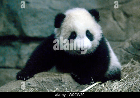 Der National Zoo von vier und einen halben Monat alt Panda cub Tai Shan spielt in ihrem Lebensraum in Washington am 29. November 2005. Die panda Cub, die seine Medien Tag heute auf über 100 Mitglieder der Presse, er wird ein öffentliches Treffen der ausverkauft Tickets am 9. Dezember 2005. (UPI Foto/Kevin Dietsch) Stockfoto