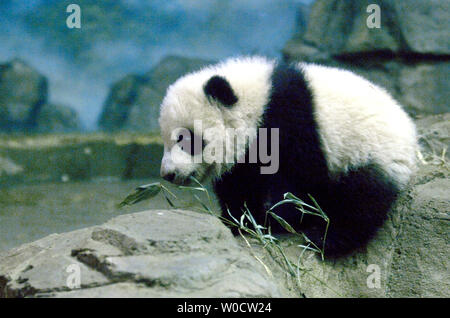 Der National Zoo von vier und einen halben Monat alt Panda cub Tai Shan isst in seinen Lebensraum, in Washington am 29. November 2005. Die panda Cub, die seine Medien Tag heute auf über 100 Mitglieder der Presse, er wird ein öffentliches Treffen der ausverkauft Tickets am 9. Dezember 2005. (UPI Foto/Kevin Dietsch) Stockfoto