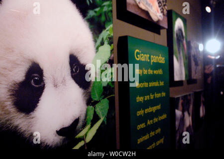 Fotos von der National Zoo von vier und einen halben Monat alt Panda cub Tai Shan der Panda habitat schmücken, in Washington am 29. November 2005. Die panda Cub, die seine Medien Tag heute auf über 100 Mitglieder der Presse, er wird ein öffentliches Treffen der ausverkauft Tickets am 9. Dezember 2005. (UPI Foto/Kevin Dietsch) Stockfoto