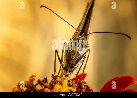 Schmetterling auf roter Blüte mit goldenen verschwommenen Hintergrund. Vordere Makroaufnahme der Kopf. Stockfoto