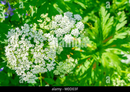 Blick auf eine Wiese weiß Aegopodium podagraria L. Blume allgemein genannt Boden Elder, Kraut, Gerard, Bishop's Weed, goutweed, Gicht Würze und Schnee-in-t Stockfoto