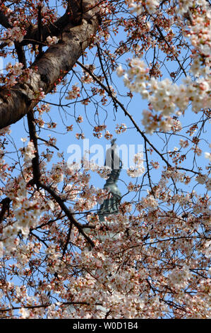 Kirschbäume Blüten Rahmen die Statue der Freiheit auf dem Kapitol in Washington am 29. März 2006. Die Blüten werden voraussichtlich 10 bis 14 Tage dauern, die Tausende von Touristen aus der ganzen Welt. (UPI Foto/Roger L. Wollenberg) Stockfoto