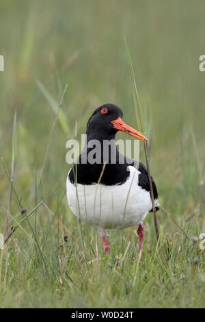 Austernfischer (Haematopus ostralegus) im typischen Umgebung eines nassen, umfangreiche Wiese, bis Sie für Sicherheit, lustige Blicke, Wildlife, Europa. Stockfoto