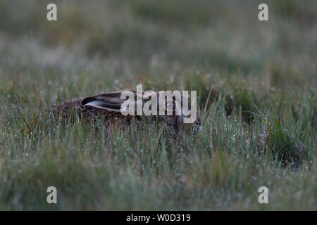 Hase/Feldhase/Europäischen Hase/Feldhase versteckt sich in ein Tau nassen Wiese, bei Tagesanbruch, am frühen Morgen, Wildlife, Europa. Stockfoto