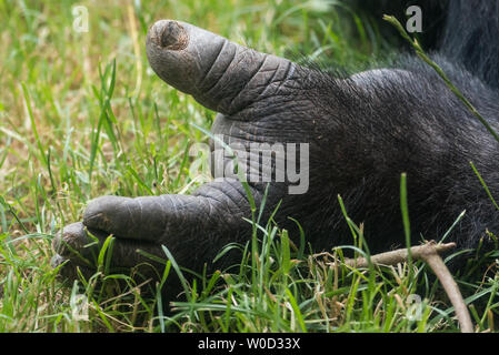 Fuß eines westlichen Flachlandgorilla Stockfoto