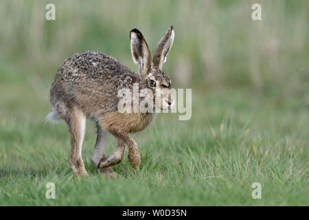 Hase/Feldhase/Europäischen Hare (Lepus europaeus) über eine nasse Wiese, Beobachten, schöne und detaillierte Seitenansicht, Wildlife, Europa. Stockfoto