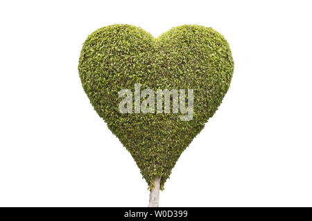 Gestaltung einer topiary Tree in eine Liebe Herz Stockfoto