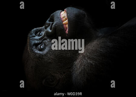 Westlicher Flachlandgorilla gähnen Stockfoto