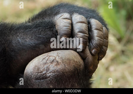 Hand und Fuß eines westlichen Flachlandgorilla Stockfoto