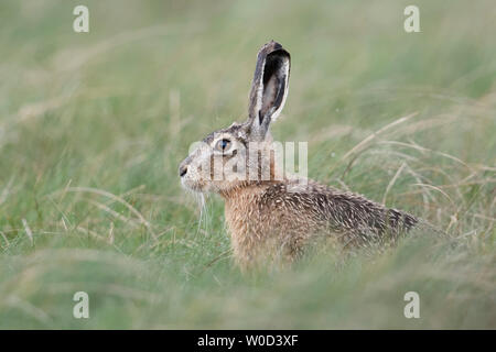 Hase/Feldhase/Europäischen Hase/Feldhase (Lepus europaeus) sitzt auf einer Wiese, aufmerksam zu beobachten, nette Seite, Wildlife, Europa. Stockfoto