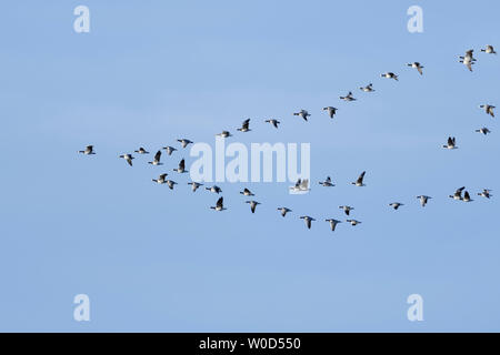Nonnengans/Nonnengänse (Branta leucopsis), Herde im Flug, in typische Anordnung, Zugvögel, vogel Passage, Wildlife, Europa. Stockfoto