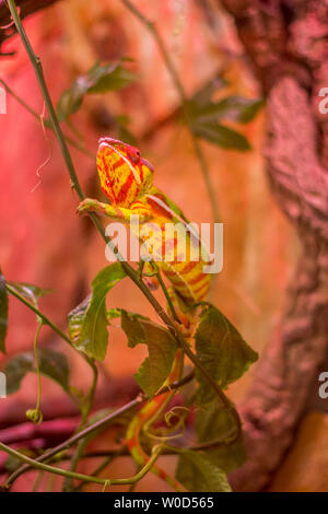 Chameleon kriechen auf grünen Zweig, brightful Bild Stockfoto