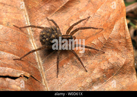 Wolf Spider und Lycosidae spiderlings (Familie) Stockfoto