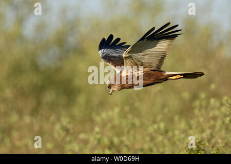 Western Rohrweihe (Circus aeruginosus), erwachsene Männchen, im typischen Flug darstellen, V-Wings, auf der Suche nach Essen, Tierwelt, Niederlande, Europa. Stockfoto