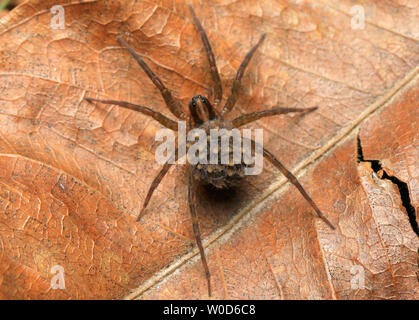Wolf Spider und Babys Stockfoto