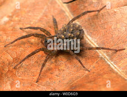 Wolf Spider und Babys Stockfoto