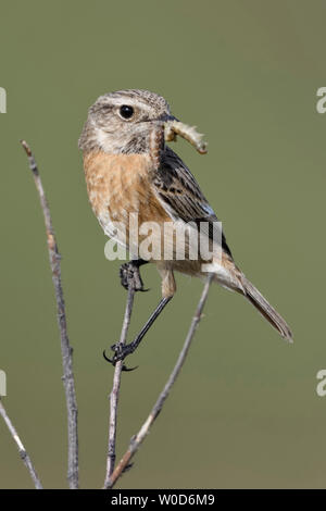 Europäische Schwarzkehlchen (Saxicola torquata), weiblich, auf einen Busch, der Beute in seinem Schnabel gehockt, um zu beobachten, Wildlife, Europa. Stockfoto