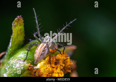 Oxyopes papuanus, der nördlichen lynx Spider, Jagd auf einer Blume Stockfoto