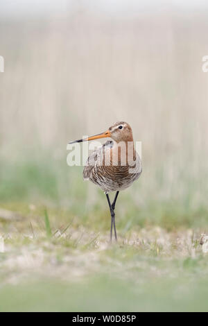 Uferschnepfe/Uferschnepfe (Limosa limosa), Erwachsener, Zucht Gefieder, bis sie in den Himmel für Sicherheit, sieht lustig, Wildlife, Europa. Stockfoto