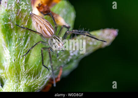 Oxyopes papuanus, der nördlichen lynx Spider, Jagd auf einer Blume Stockfoto