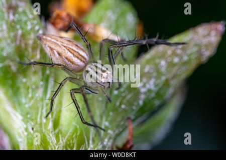 Oxyopes papuanus, der nördlichen lynx Spider, Jagd auf einer Blume Stockfoto