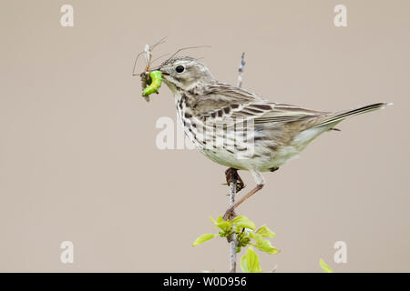 Wiesenpieper / Wiesenpieper (Anthus pratensis) oben auf Ast sitzend, mit Beute im Schnabel Küken zu füttern, Beobachten, Wildlife, Europa. Stockfoto