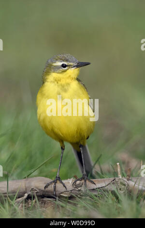 Schafstelze (Motacilla flava), sitzt auf einem Ast auf den Boden ausgesetzt, um zu beobachten, aufmerksam, sieht lustig, Wildlife, Europa. Stockfoto
