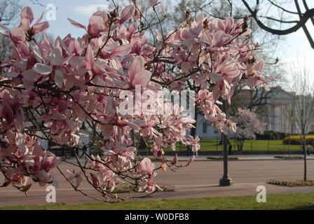 Die Kirschbäume blühen im Lafayette Park gegenüber vom Weißen Haus in Washington am 27. März 2007. Die kirschblüten sind eine jährliche Veranstaltung in Washington gefeiert und signalisiert den Beginn des Frühlings und ehrt die Geschichte von den Bäumen, die erstmals im Jahre 1912 von der ersten Dame Helen Taft und der Viscountess Chinda von Japan gepflanzt wurden. (UPI Foto/Alexis C Glenn) Stockfoto