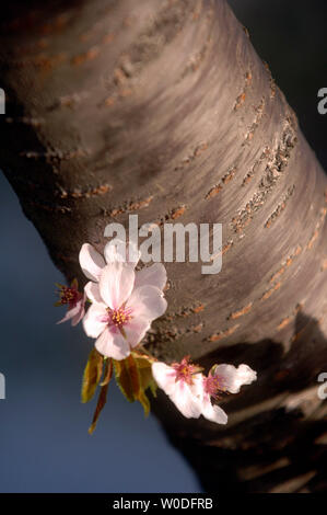 Die Kirschblüte ist in voller Blüte in der Nähe der Tidal Basin in Washington am 5. April 2007 gesehen. Das Blühen der Kirschblüte ist eine jährliche Veranstaltung in Washington gefeiert und signalisiert den Beginn des Frühlings und ehrt die Geschichte von den Bäumen, die erstmals im Jahre 1912 von der ersten Dame Helen Taft und der Viscountess China von Japan gepflanzt wurden. (UPI Foto/Kevin Dietsch) Stockfoto