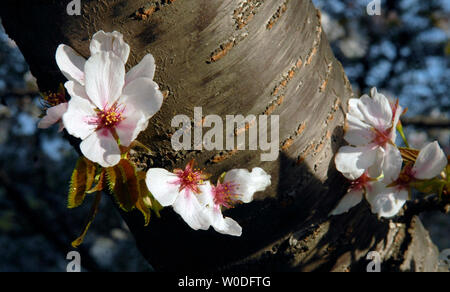 Kirschblüten in voller Blüte sind in der Nähe des Tidal Basin in Washington am 5. April 2007 gesehen. Das Blühen der Kirschblüte ist eine jährliche Veranstaltung in Washington gefeiert und signalisiert den Beginn des Frühlings und ehrt die Geschichte von den Bäumen, die erstmals im Jahre 1912 von der ersten Dame Helen Taft und der Viscountess Chinda von Japan gepflanzt wurden. (UPI Foto/Kevin Dietsch) Stockfoto