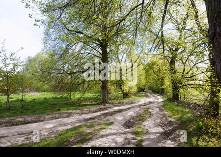 Frühling frische Wald, am Straßenrand Gasse im Frühjahr Wald Stockfoto