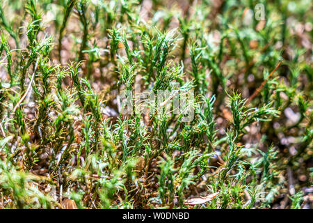 Blühende Fingerhut im Taunus Wald in der Nähe von Frankfurt, Deutschland Stockfoto