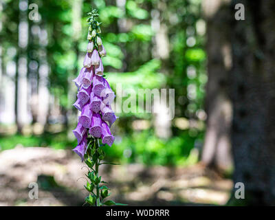 Blühende Fingerhut im Taunus Wald in der Nähe von Frankfurt, Deutschland Stockfoto